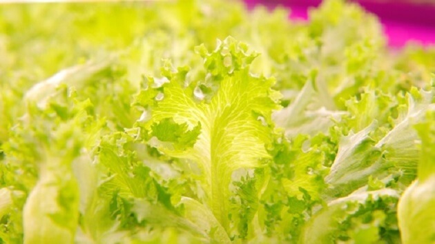 Ferme intérieure où les salades poussent plus 100 fois plus vite Mirai