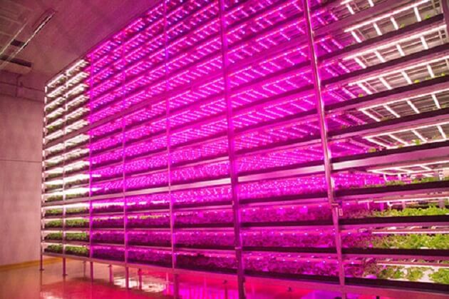 Ferme intérieure où les salades poussent plus 100 fois plus vite Mirai