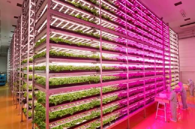 Ferme intérieure où les salades poussent plus 100 fois plus vite Mirai