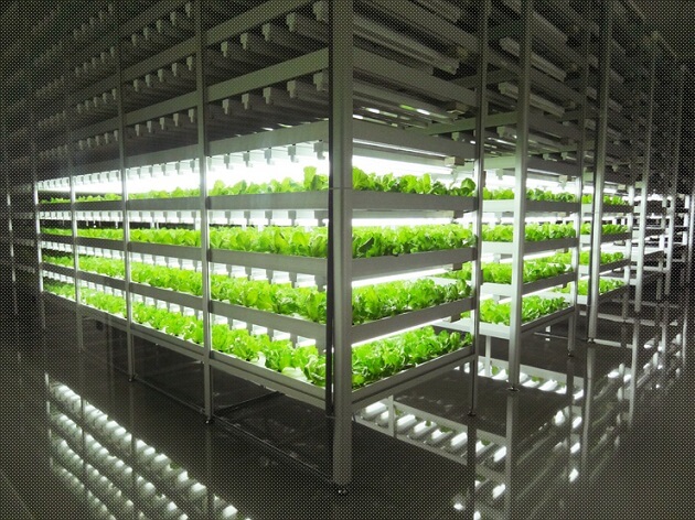Ferme intérieure où les salades poussent plus 100 fois plus vite Mirai