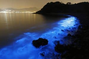 Un plancton bioluminescent illumine les berges de Hong Kong Noctiluca scintillans pollution Hong Kong