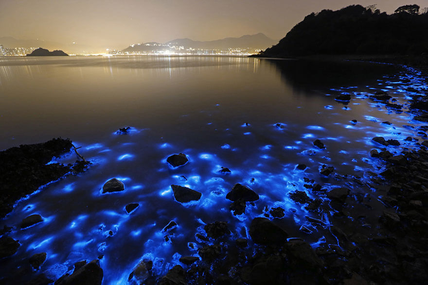 Noctiluca scintillans pollution Hong Kong