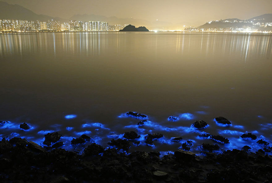 Noctiluca scintillans pollution Hong Kong