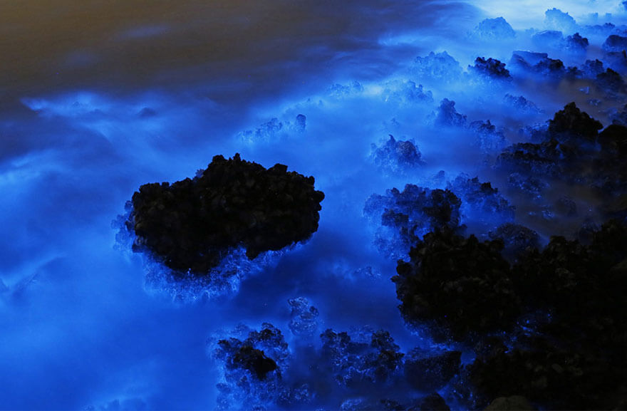 Noctiluca scintillans pollution Hong Kong