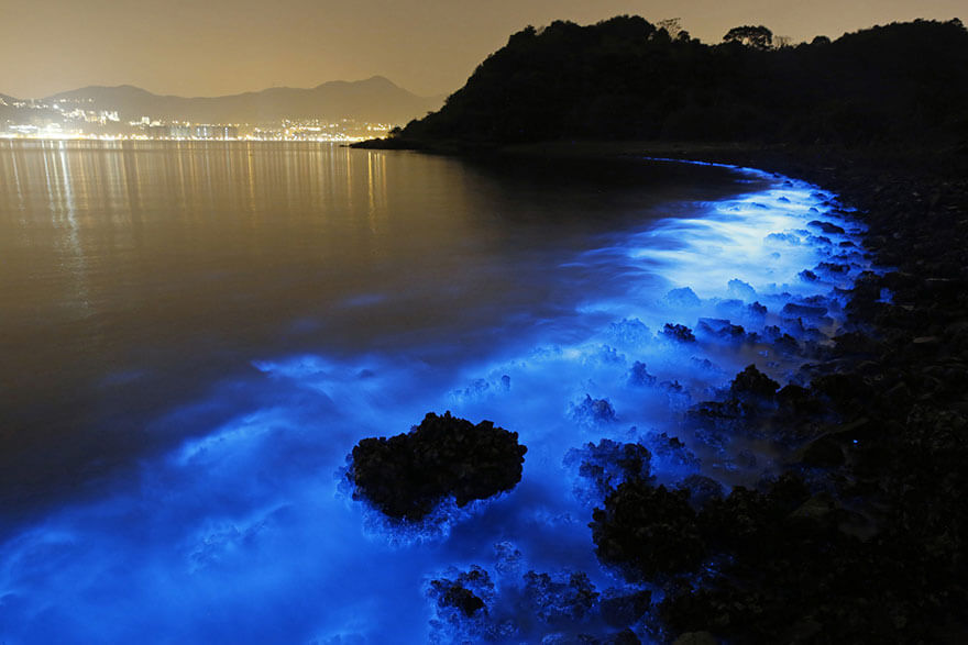Noctiluca scintillans pollution Hong Kong