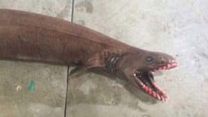 Une espèce de requin « préhistorique » pêchée en Australie requin-lezard-australie-rare-2