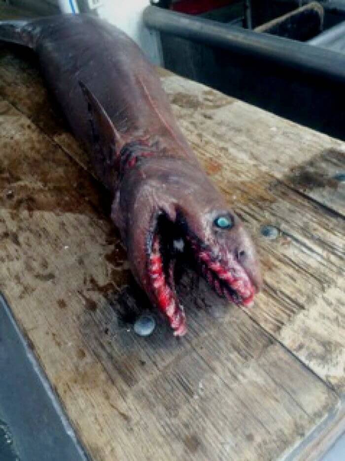 Requin-lézard, Australie, rare