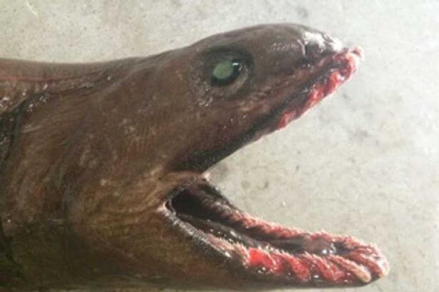 Requin-lézard, Australie, rare