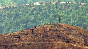 Une Startup veut planter un milliard d’arbres à l’aide de drones Déforestation, drones, planter des arbres