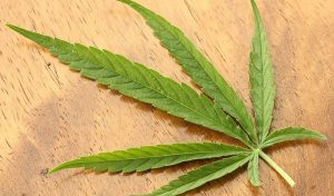 Nouvelle étude: le cannabis beaucoup plus sûr que l’alcool ou le tabac Feuille de cannabis, drogue, danger, alcool