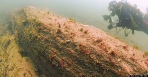 Une forêt de 10 000 ans découverte dans la mer du Nord Forêt sous-marine, Mer du Nord