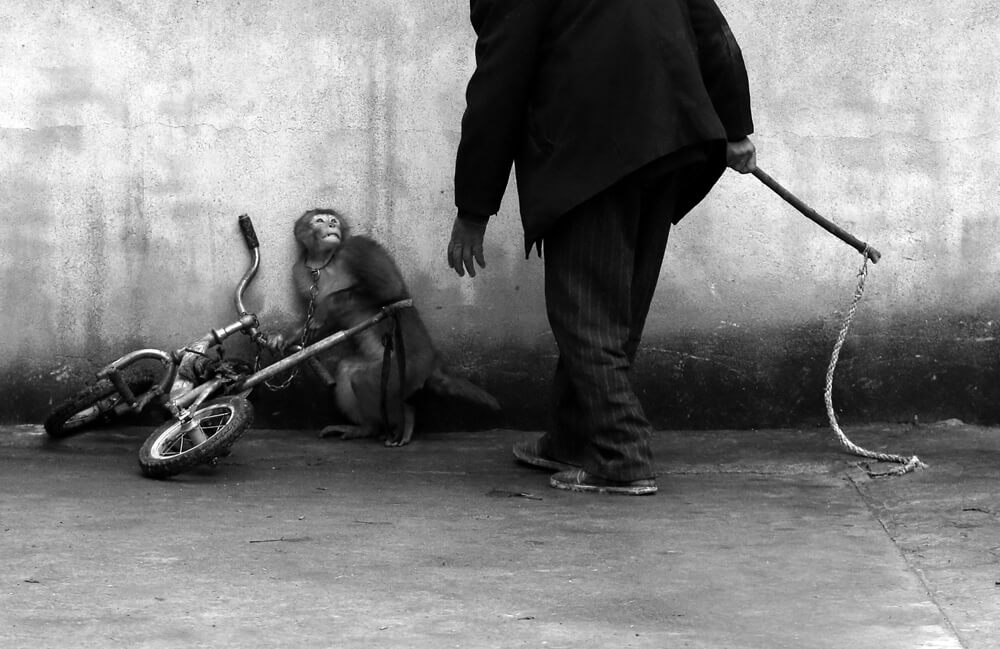 World Press Photo 2015, Palmarès