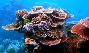 Les coraux de la Grande barrière de corail mangent la pollution plastique Pollution plastique, corail, Grande Barrière, Australie