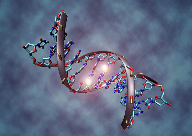 Embryon humain génétiquement modifié, ADN