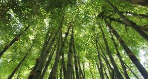 La Chine construit une grande muraille verte pour lutter contre le changement climatique Grande Muraille Verte, Chine, arbres