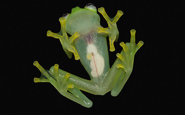 Hyalinobatrachium dianae, nouvelle espèce de grenouille au Costa Rica