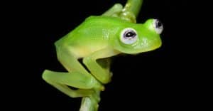 Une nouvelle espèce de grenouille découverte au Costa Rica Hyalinobatrachium dianae, nouvelle espèce de grenouille au Costa Rica