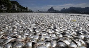 43 tonnes de poissons morts repêchés à Rio de Janeiro Poissons morts à Rio de Janeiro