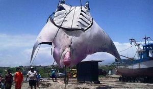 Une raie géante de 8 mètres d’envergure pêchée au Pérou Raie géante, Pérou