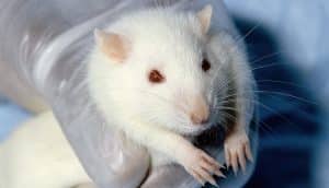 Des rats aveugles retrouvent le sens de l’orientation grâce à des chercheurs