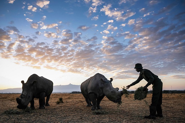 Sudan, dernier rhinocéros blanc du Nord, Kenya, gardes