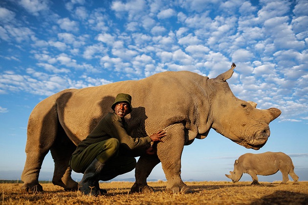 Sudan, dernier rhinocéros blanc du Nord, Kenya, gardes