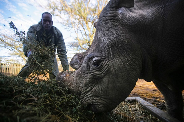 Sudan, dernier rhinocéros blanc du Nord, Kenya, gardes