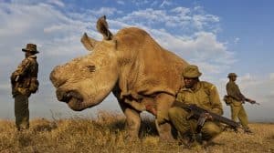 Le dernier rhinocéros blanc mâle a ses propres gardes du corps Sudan, dernier rhinocéros blanc du Nord, Kenya, gardes