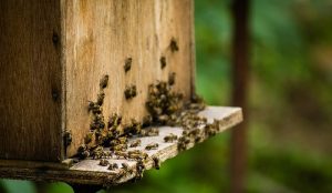 Plus de 40% de perte des colonies d’abeilles aux États-Unis sur l’année Apiculture, perte de colonies d'abeilles américaines