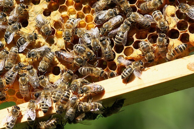Apiculture, perte de colonies d'abeilles américaines
