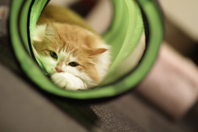 Cafe Chat, Japon