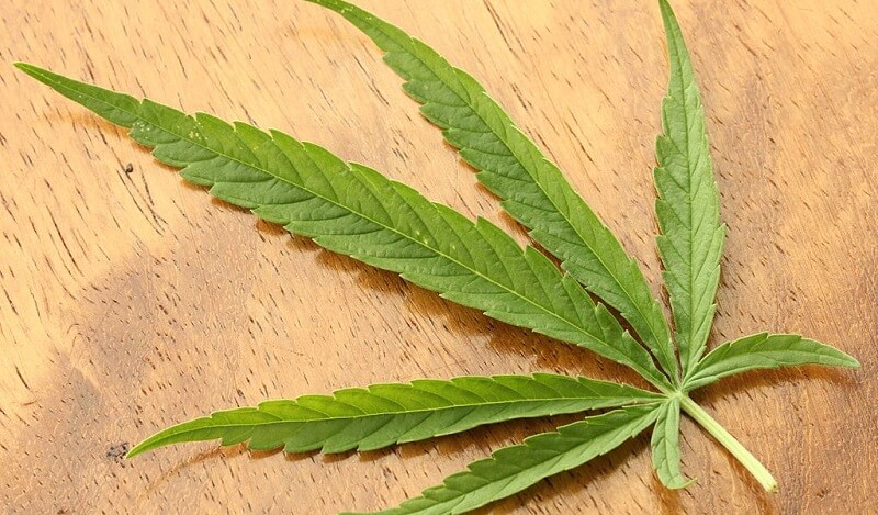 Feuille de cannabis, drogue, danger, alcool