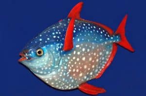 Le premier poisson à sang chaud à été découvert Lampris Guttatus, poisson sang chaud
