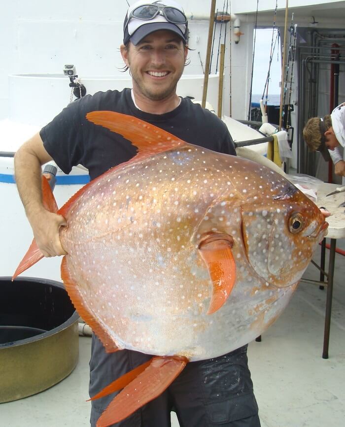 Lampris lune, poisson sang chaud