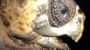 L’impression 3D offre une nouvelle mâchoire à une tortue de mer Mâchoire imprimee en 3D tortue de mer