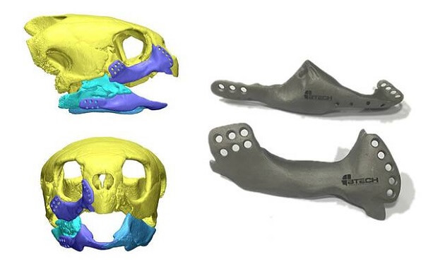 Mâchoire imprimee en 3D tortue de mer