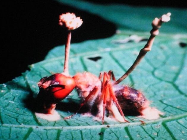 Paul Stamets, mycologue, champignon pesticide naturel