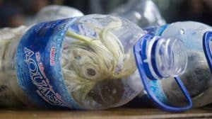 Un contrebandier inhumain avait placé des perroquets rares dans des bouteilles plastiques