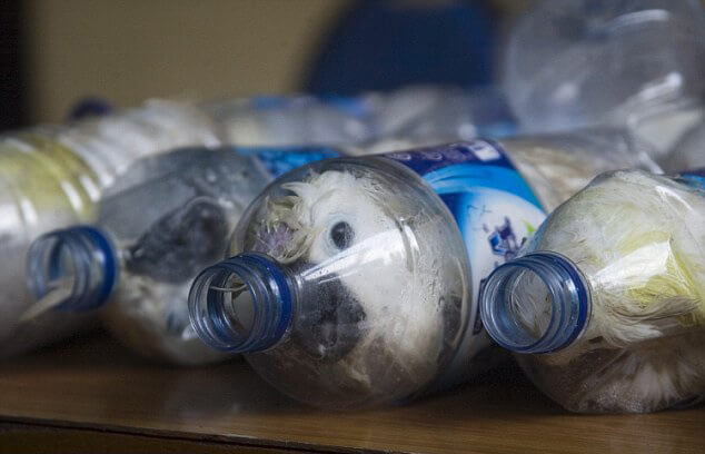 Perroquets Cacatoès, contrebande, bouteilles plastiques