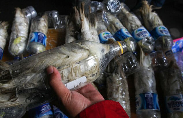 Perroquets Cacatoès, contrebande, bouteilles plastiques