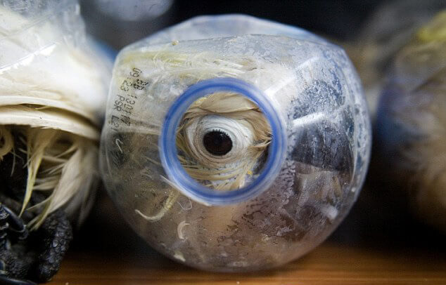 Perroquets Cacatoès, contrebande, bouteilles plastiques