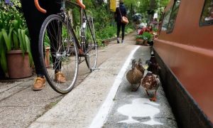 Au Royaume-Uni, même les canards ont leurs propres pistes Piste, canards, Royaume-uni, vélo, piéton