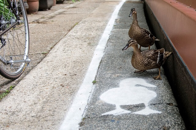 Piste, canards, Royaume-uni, vélo, piéton