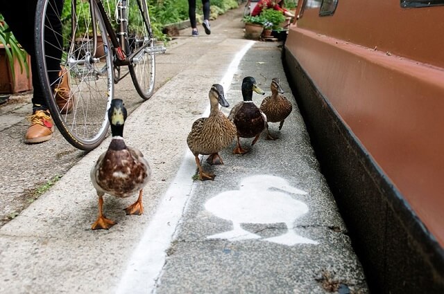 Piste, canards, Royaume-uni, vélo, piéton