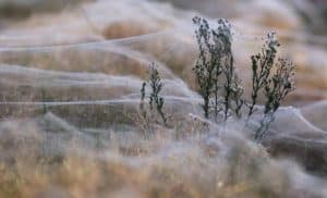 Une pluie de millions d’araignées s’abat en Australie Pluie d'araignées en Australie