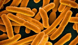 Une bactérie capable d’assurer un diagnostic médical grâce à la biotechnologie Bacterie, maladie, biotechnologie