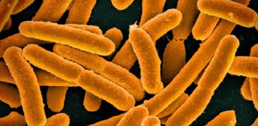 Bacterie, maladie, biotechnologie