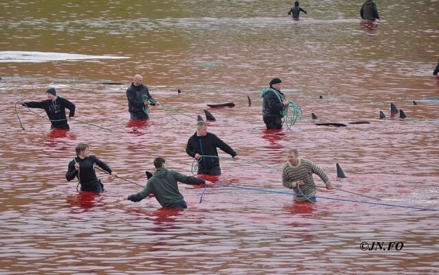 Grindadrap, dauphins massacre, îles Feroé