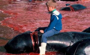 Au nom de la tradition du grindadráp, 150 dauphins sont tués aux îles Féroé Grindadrap, dauphins massacre, îles Feroé
