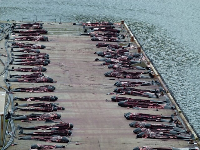 Grindadrap, dauphins massacre, îles Feroé